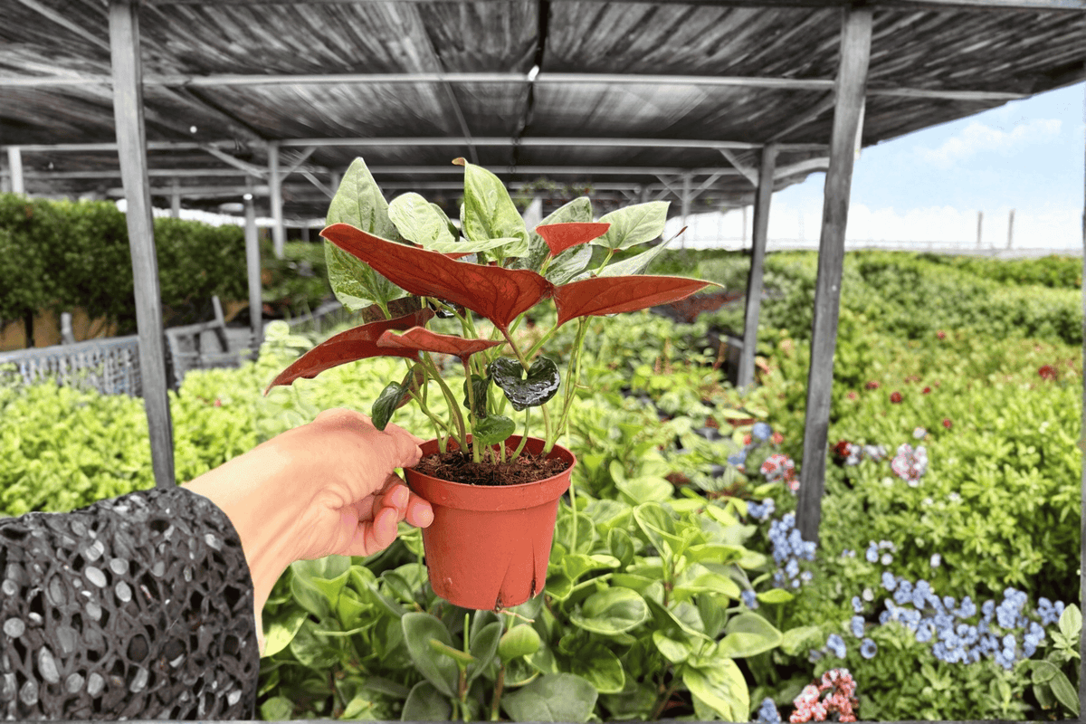 Syngonium Red Arrow Live Plants – 2 Plants in 4-Inch Pots