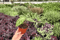 Anthurium Silver x Ferrari – 2 Exact Live Plants in 4-Inch Pots