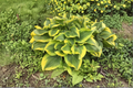 Atlantis Hosta (Hosta 'Atlantis') 3-Inch Pot Starter Plant