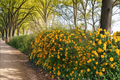 Japanese Kerria ‘Pleniflora’ Live Plant – 1 Gallon, Double Yellow Blooms