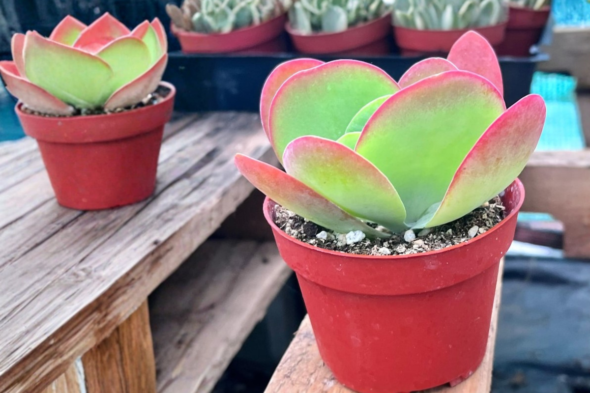 Flapjack Succulent Live Plant Kalanchoe luciae in 2 Inch Pot