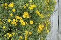 Tagetes lemmonii Compacta Copper Canyon Daisy - 1 Live Plant in 4-Inch Pot