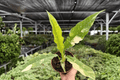 Philodendron Ring of Fire – 2 Live Plants (Exact Specimens) 4" Pot