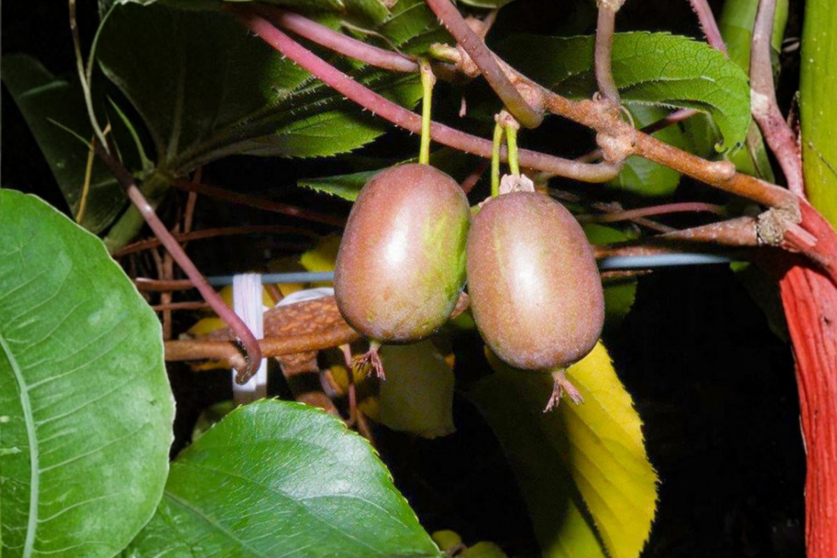 Ken's Red Hardy Kiwi Vine (Actinidia arguta) Female Live Plant - Red Fruit, Climbing Vine, Zones 5-8