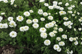 Double-Flowered Chamomile (Chamaemelum nobile 'Flore Pleno') - 4-Inch Live Plant