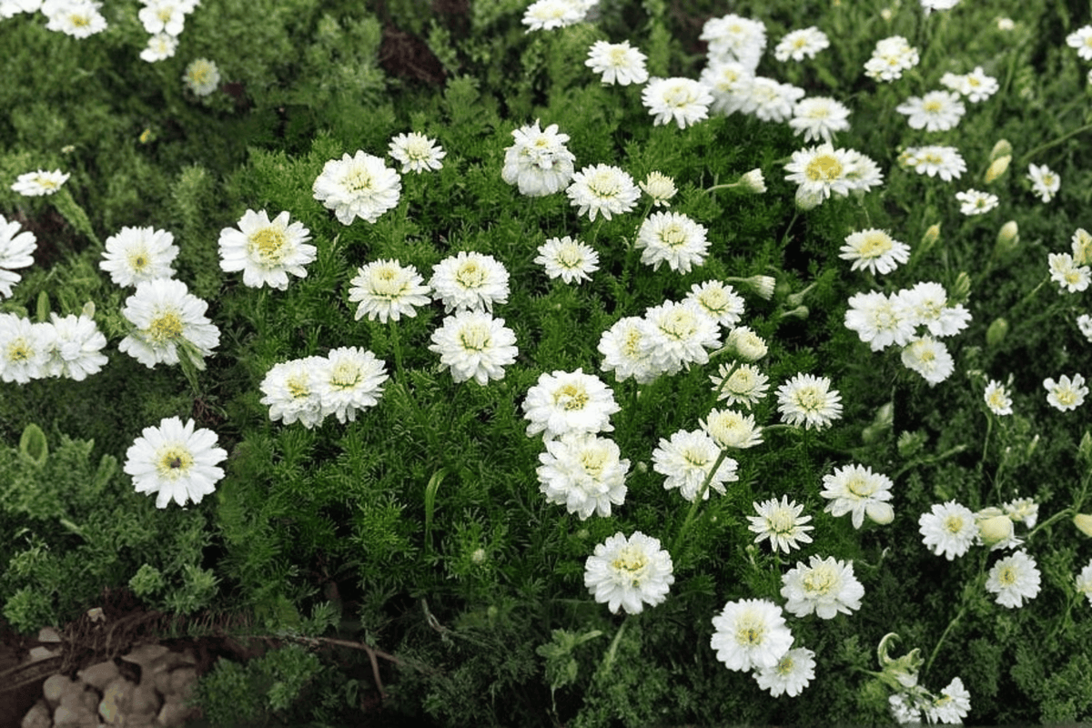 Double-Flowered Chamomile (Chamaemelum nobile 'Flore Pleno') - 4-Inch Live Plant