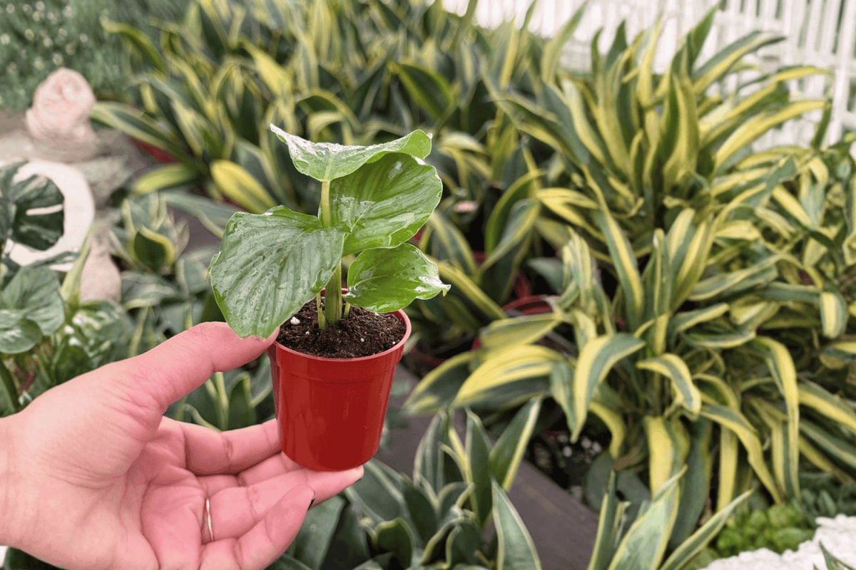 Calathea Orbifolia Starter Plants (Goeppertia orbifolia) – 2 in Pots, 2 Plants