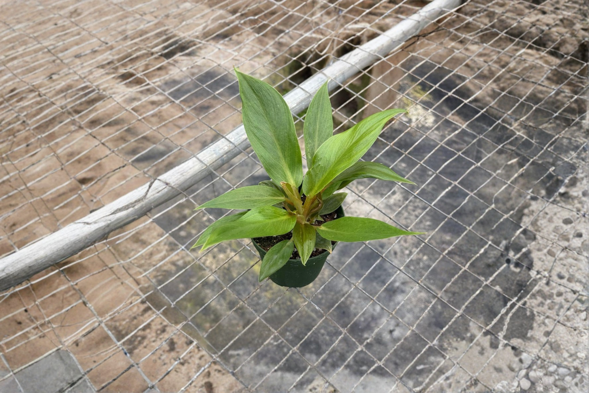 Philodendron Melinonii Live Plant - 4 Inch Pot, Indoor Tropical Foliage