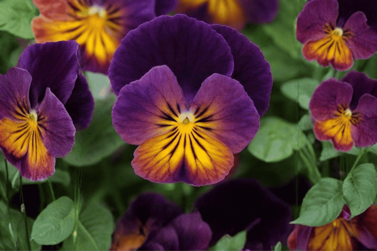 Celestial Northern Lights Horned Violet Viola cornuta Live Plant - 4-Inch Pot