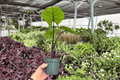 Alocasia Dark Star Live Plant Pair | 4-Inch Pots