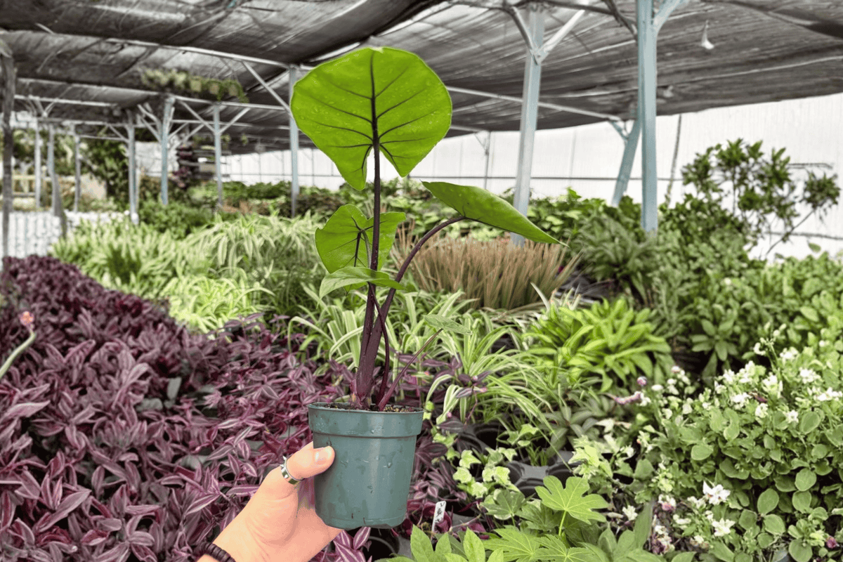 Alocasia Dark Star Live Plant Pair | 4-Inch Pots