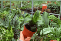 Dracaena Tornado - 2 Live Plants in 4-Inch Pots | Dracaena fragrans 'Tornado' (Exact Plants)