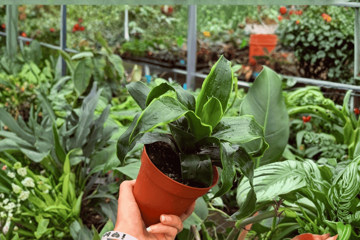 Dracaena Tornado - 2 Live Plants in 4-Inch Pots | Dracaena fragrans 'Tornado' (Exact Plants)