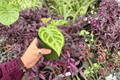 Anthurium Silver × Ferrari (2 Exact Live Plants) - 4-Inch Bare Root