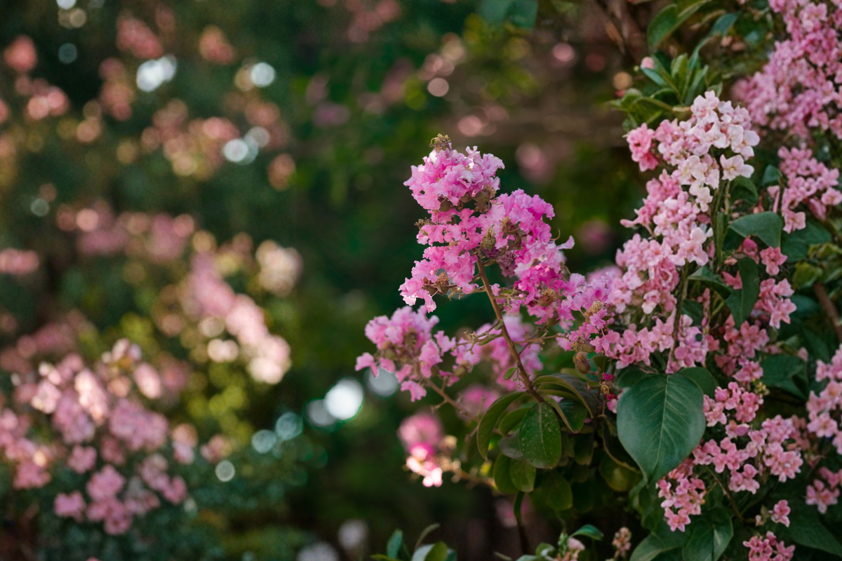 Sioux Crepe Myrtle Live Sapling 12-24" Pink Flowering Tree
