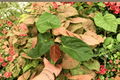 Anthurium Papi x HU (KOS) - 2 Live Plants in 4-Inch Pots