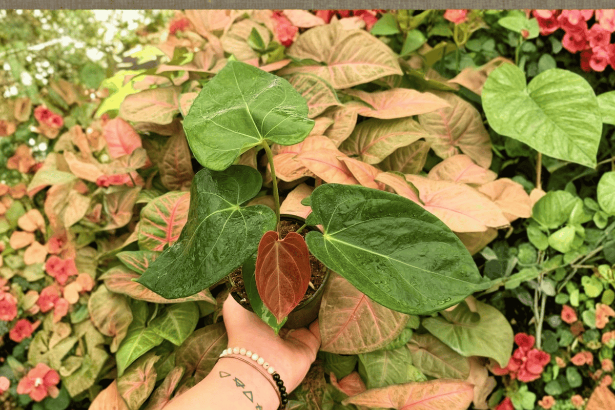 Anthurium Papi x HU (KOS) - 2 Live Plants in 4-Inch Pots