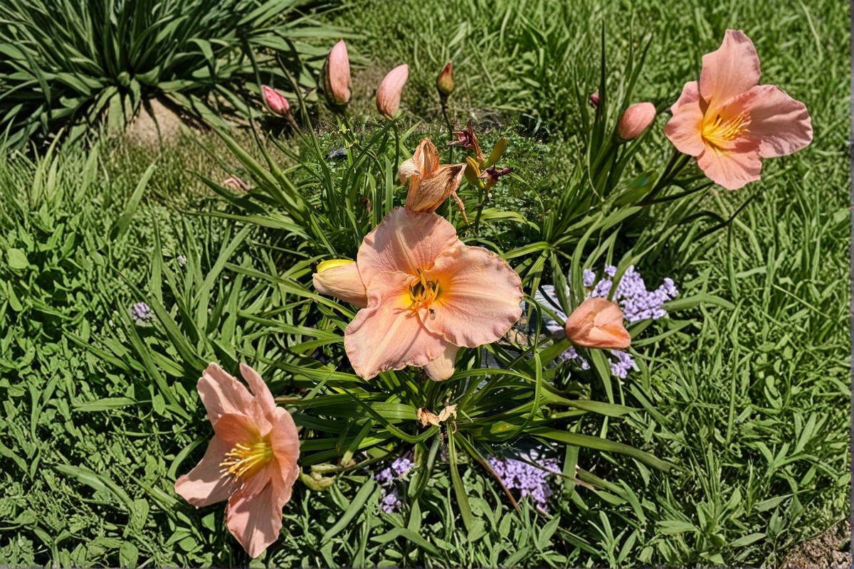 Daylily Pewter Pink – 3 Bare Root Plants (Hemerocallis)