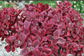 SunSparkler Wildfire Stonecrop (Sedum rupestre 'Wildfire') - 4-Inch Pot
