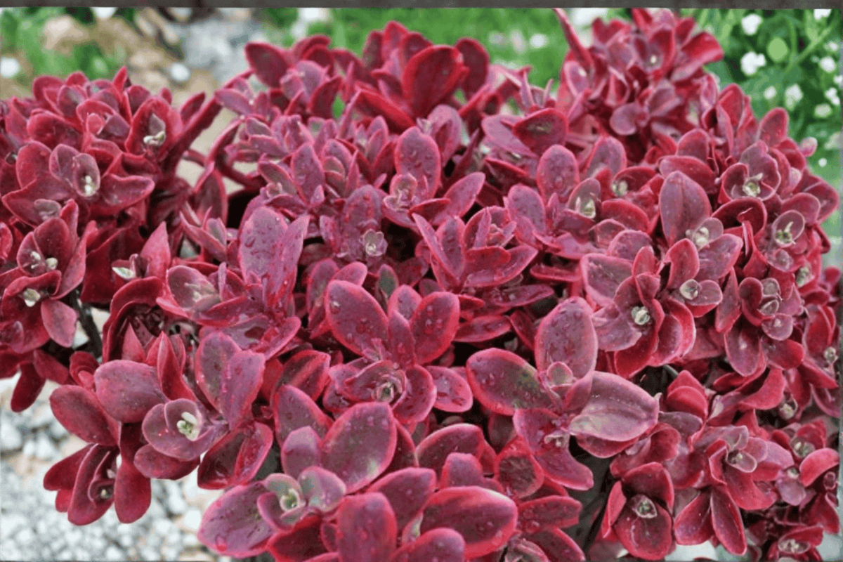 SunSparkler Wildfire Stonecrop (Sedum rupestre 'Wildfire') - 4-Inch Pot