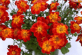 Blazing Ring of Fire Beggarticks Bidens ferulifolia 4-Inch Live Plant