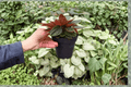 Peperomia Rosso 2 Live Plants in 4-Inch Pots | Peperomia caperata ‘Rosso’