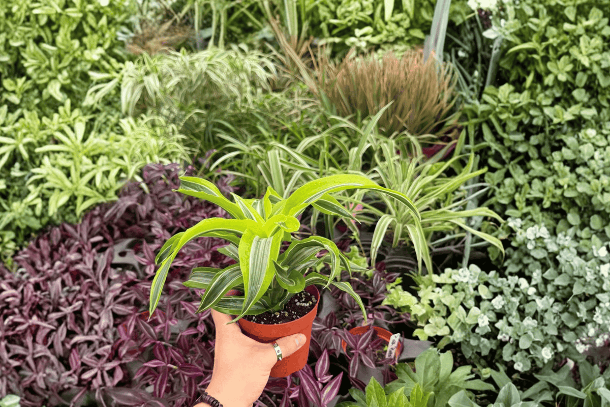 Dracaena Lemon Lime Surprise Live Plants (2) – 4” Pot