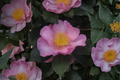 Long Island Pink Camellia sasanqua - 1 Gallon Live Plant