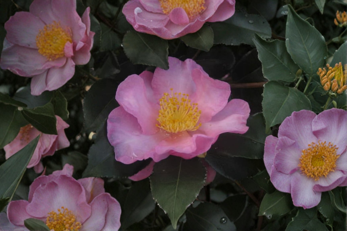 Long Island Pink Camellia sasanqua - 1 Gallon Live Plant