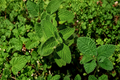 Kentucky Colonel Mint Live Starter Plant (Mentha spicata) - Spearmint