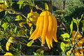 Buddha’s Hand Citron Grafted Citrus Tree - 2ft Live Plant