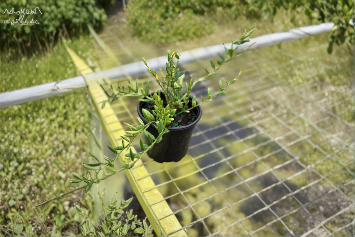 Hoya Engleriana - Fully Rooted 2" Starter Plant, Trailing Tropical Hoya