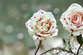 Blood Drop Rose Seeds - 30 Seeds | Deep Red Blooms, Ornamental Shrub