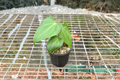 Anthurium Delta Force Live Plant - 4-Inch Pot, Dark Green Tropical Houseplant