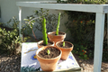 Dragon Fruit Cutting (Pitaya) Live Rooting Cutting for Propagation