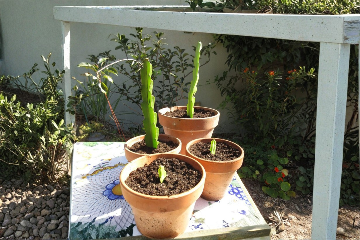 Dragon Fruit Cutting (Pitaya) Live Rooting Cutting for Propagation