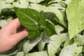 Anthurium Villenaorum Starter Plants – 2 Exact Live Plants in 2" Pots