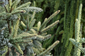 Aureovariegata Variegated Black Spruce Live Plant - 12" 1-Gallon Pot