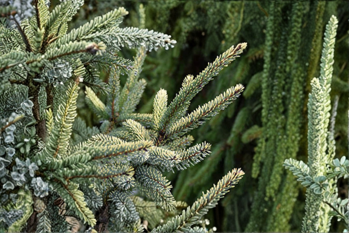 Aureovariegata Variegated Black Spruce Live Plant - 12" 1-Gallon Pot