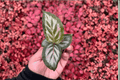Calathea Red Peacock Goeppertia sp. - 2 Starter Live Plants, Bare Root, 2-Inch Pots