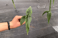 Alocasia venusta Live Starter Plants - 2 Bare-Root Starter Plants