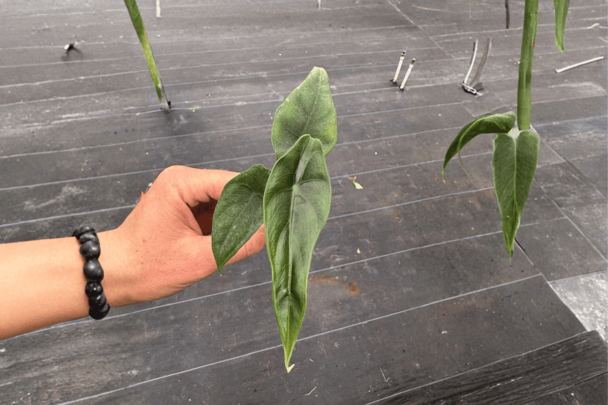 Alocasia venusta Live Starter Plants - 2 Bare-Root Starter Plants