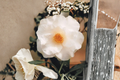 Japanese Camellia Sudie Blanchard 3 Gallon Live Plant - Camellia japonica Pink & White