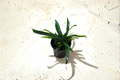 Blue Oil Fern Microsorum thailandicum - 4" Rooted Live Plant