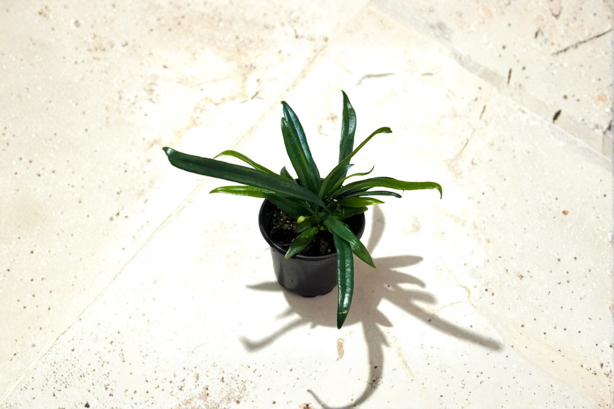 Blue Oil Fern Microsorum thailandicum - 4" Rooted Live Plant