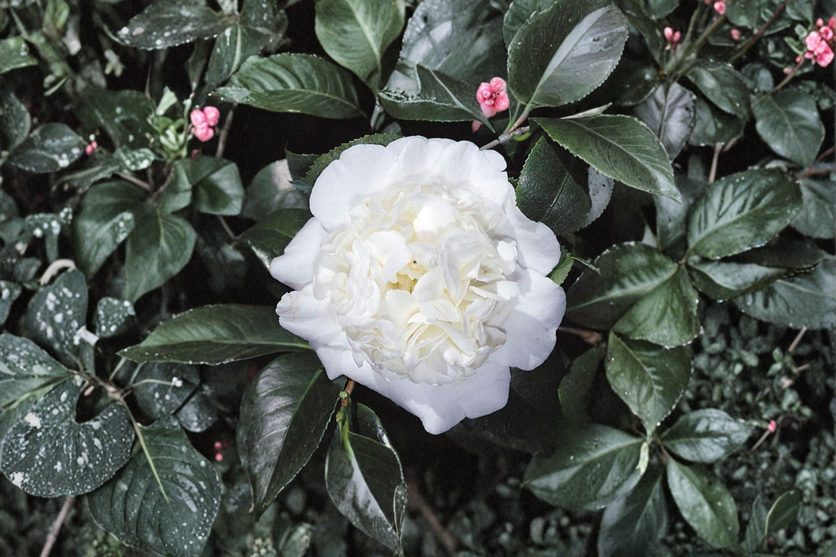 Japanese Camellia Snow Chan - 1 Gallon White Flowering Evergreen Shrub