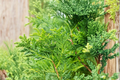 Thuja Green Giant Starter Plant | Evergreen Privacy Tree – Ready to Grow