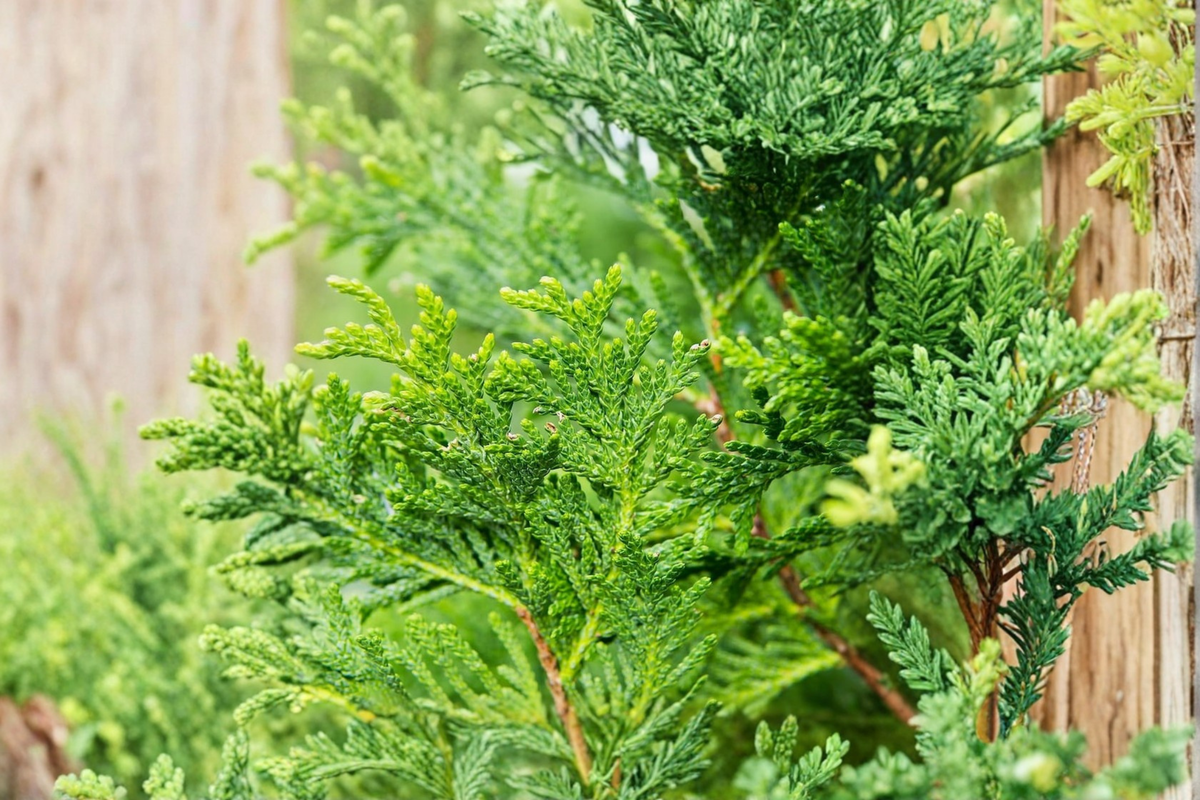 Thuja Green Giant Starter Plant | Evergreen Privacy Tree – Ready to Grow