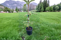 Silver Del Nordmann Fir - Abies nordmanniana ‘Silver Del’ 12-Inch Live Plant in 1-Gallon Pot