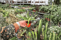 Sugarloaf Pineapple Starter Plants (2) – Ananas comosus, 2-Inch Starter Size